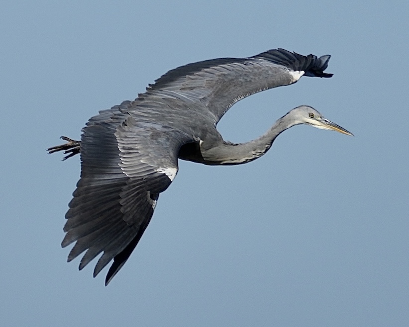 grey heron